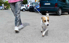 LILLA, Hund, Jack Russell Terrier-Mix in Bulgarien - Bild 6