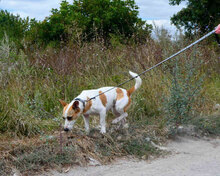 LILLA, Hund, Jack Russell Terrier-Mix in Bulgarien - Bild 7