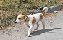 LILLA, Hund, Jack Russell Terrier-Mix in Bulgarien - Bild 8