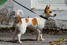 LILLA, Hund, Jack Russell Terrier-Mix in Bulgarien - Bild 9