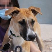 DISI, Hund, Mischlingshund in Spanien - Bild 1