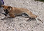 DISI, Hund, Mischlingshund in Spanien - Bild 2