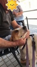 LILI, Hund, Mischlingshund in Spanien - Bild 4