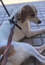 LILI, Hund, Mischlingshund in Spanien - Bild 5