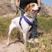 LILI, Hund, Mischlingshund in Spanien - Bild 6