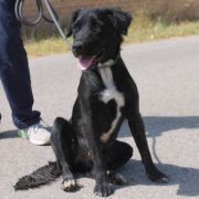 MERAKI, Hund, Mischlingshund in Spanien - Bild 2