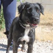 MERAKI, Hund, Mischlingshund in Spanien - Bild 4