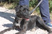 MERAKI, Hund, Mischlingshund in Spanien - Bild 5