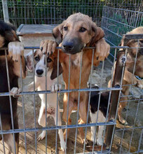 JELKA, Hund, Deutsche Bracke-Mix in Bulgarien - Bild 9