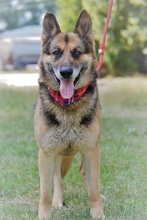 LOYD, Hund, Deutscher Schäferhund in Slowakische Republik - Bild 11