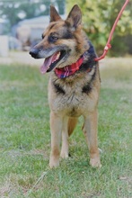 LOYD, Hund, Deutscher Schäferhund in Slowakische Republik - Bild 2
