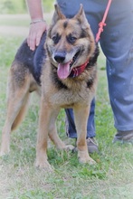 LOYD, Hund, Deutscher Schäferhund in Slowakische Republik - Bild 3