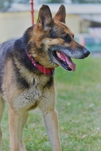 LOYD, Hund, Deutscher Schäferhund in Slowakische Republik - Bild 5
