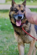 LOYD, Hund, Deutscher Schäferhund in Slowakische Republik - Bild 6