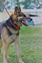 LOYD, Hund, Deutscher Schäferhund in Slowakische Republik - Bild 9
