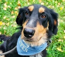 LIBERTY, Hund, Mischlingshund in Slowakische Republik - Bild 1