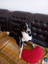 MÄX, Hund, Mischlingshund in Rumänien - Bild 1