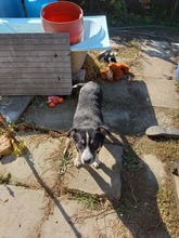 MÄX, Hund, Mischlingshund in Rumänien - Bild 4