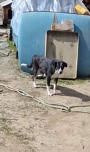 MÄX, Hund, Mischlingshund in Rumänien - Bild 6