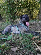 GOLYO, Hund, Schnauzer-Mix in Ungarn - Bild 1