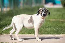 MAROSHKA, Hund, Mischlingshund in Russische Föderation - Bild 5
