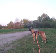 LINA, Hund, Mischlingshund in Oldenburg - Bild 11