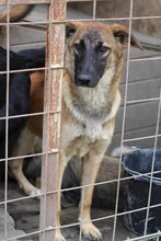 LINA, Hund, Mischlingshund in Oldenburg - Bild 16