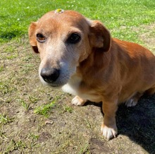 KERRY, Hund, Mischlingshund in Leer