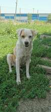 MYLO, Hund, Mischlingshund in Rumänien - Bild 2
