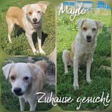 MYLO, Hund, Mischlingshund in Rumänien - Bild 4