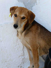 UVA, Hund, Mischlingshund in Bulgarien - Bild 1