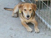 UVA, Hund, Mischlingshund in Bulgarien - Bild 2