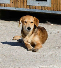 UVA, Hund, Mischlingshund in Bulgarien - Bild 3