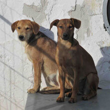 UVA, Hund, Mischlingshund in Bulgarien - Bild 4
