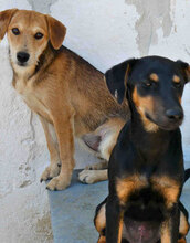 UVA, Hund, Mischlingshund in Bulgarien - Bild 6