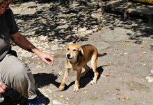 UVA, Hund, Mischlingshund in Bulgarien - Bild 8