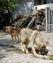 UVA, Hund, Mischlingshund in Bulgarien - Bild 9