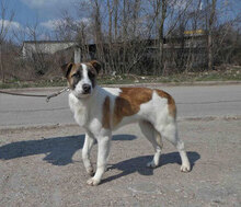 JERRY, Hund, Mischlingshund in Bulgarien - Bild 1
