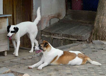 JERRY, Hund, Mischlingshund in Bulgarien - Bild 11