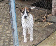 JERRY, Hund, Mischlingshund in Bulgarien - Bild 12