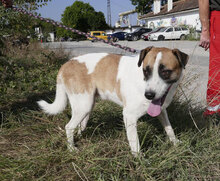 JERRY, Hund, Mischlingshund in Bulgarien - Bild 14