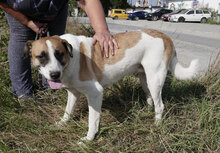 JERRY, Hund, Mischlingshund in Bulgarien - Bild 15