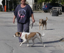 JERRY, Hund, Mischlingshund in Bulgarien - Bild 16