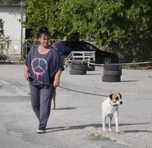 JERRY, Hund, Mischlingshund in Bulgarien - Bild 17