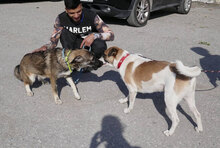 JERRY, Hund, Mischlingshund in Bulgarien - Bild 18