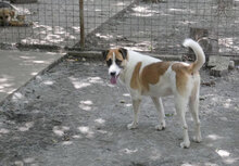 JERRY, Hund, Mischlingshund in Bulgarien - Bild 19