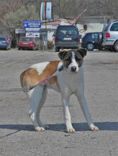 JERRY, Hund, Mischlingshund in Bulgarien - Bild 2
