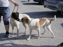 JERRY, Hund, Mischlingshund in Bulgarien - Bild 20