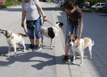 JERRY, Hund, Mischlingshund in Bulgarien - Bild 21