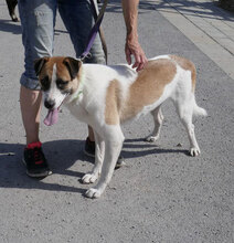 JERRY, Hund, Mischlingshund in Bulgarien - Bild 22